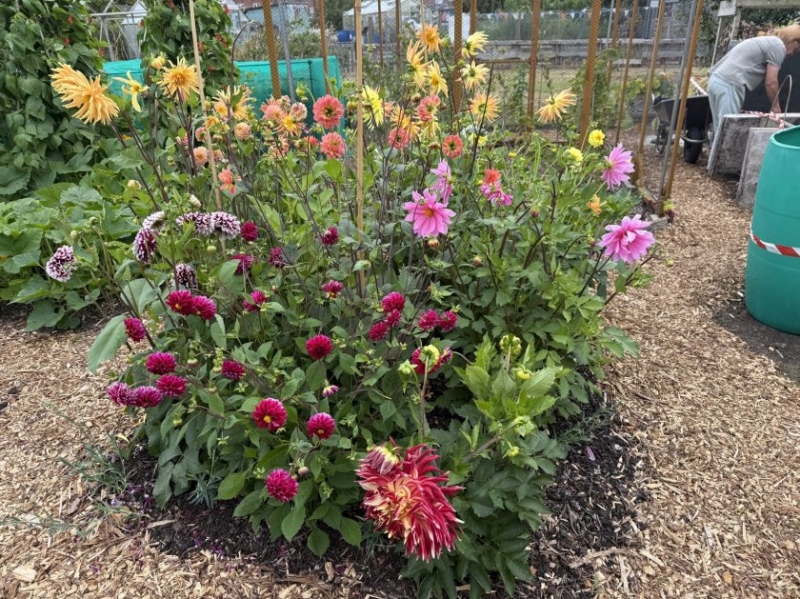 Shepherd Road Allotments